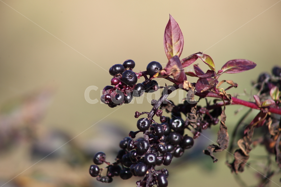 가을,열매,종자,식물,seed,식물,자연,plants,nature,과일,열매,fruit