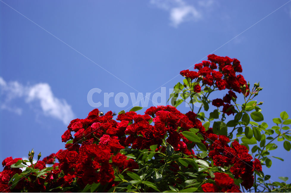 장미,꽃,식물,flower,자연,color,nature,식물,자연,plants,nature,꽃,flower
