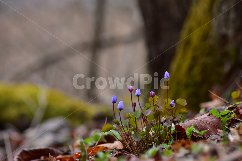 깽깽이풀,야생화,봄,꽃,풀꽃,자연,식물,식생,plants,nature,spring,season,flower