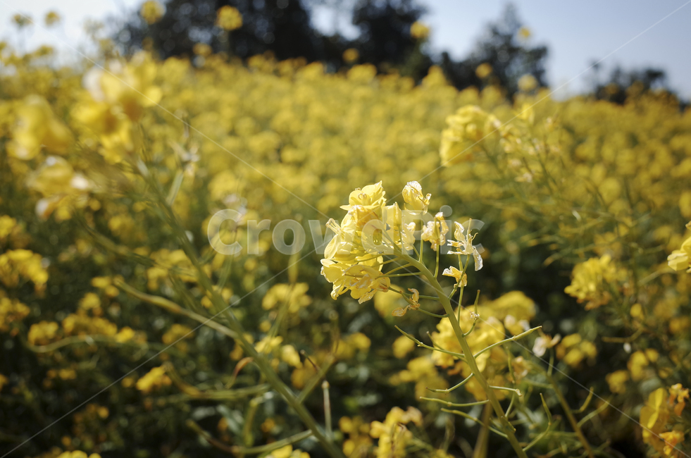 유채꽃,유채,봄꽃,봄,노란꽃,yellow,green,flower,꽃,plant,식물,초록