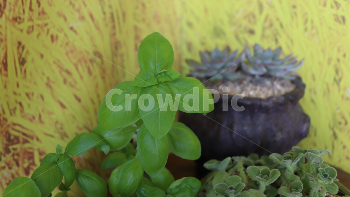 다육,다육이,식물,항아리,돌,허브,바질,초록,원예,실내용화초,화분,화초,house plant