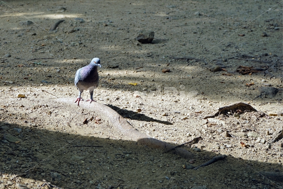비둘기,나무뿌리,새,동물,그림자,pigeon,shadow,dove,bird