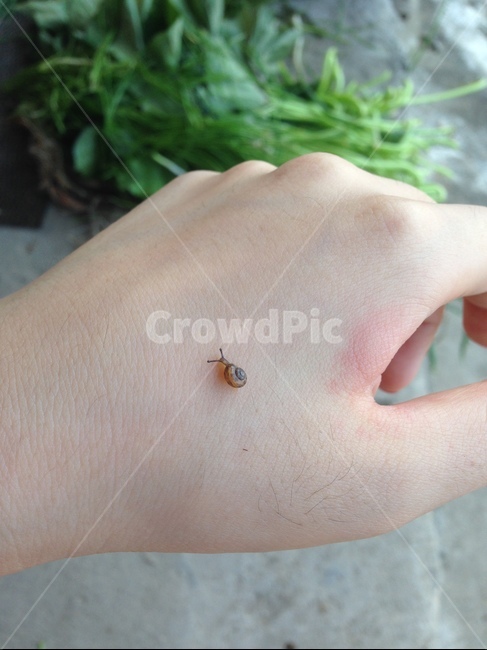 person,사람,human,인간,달팽이,snail