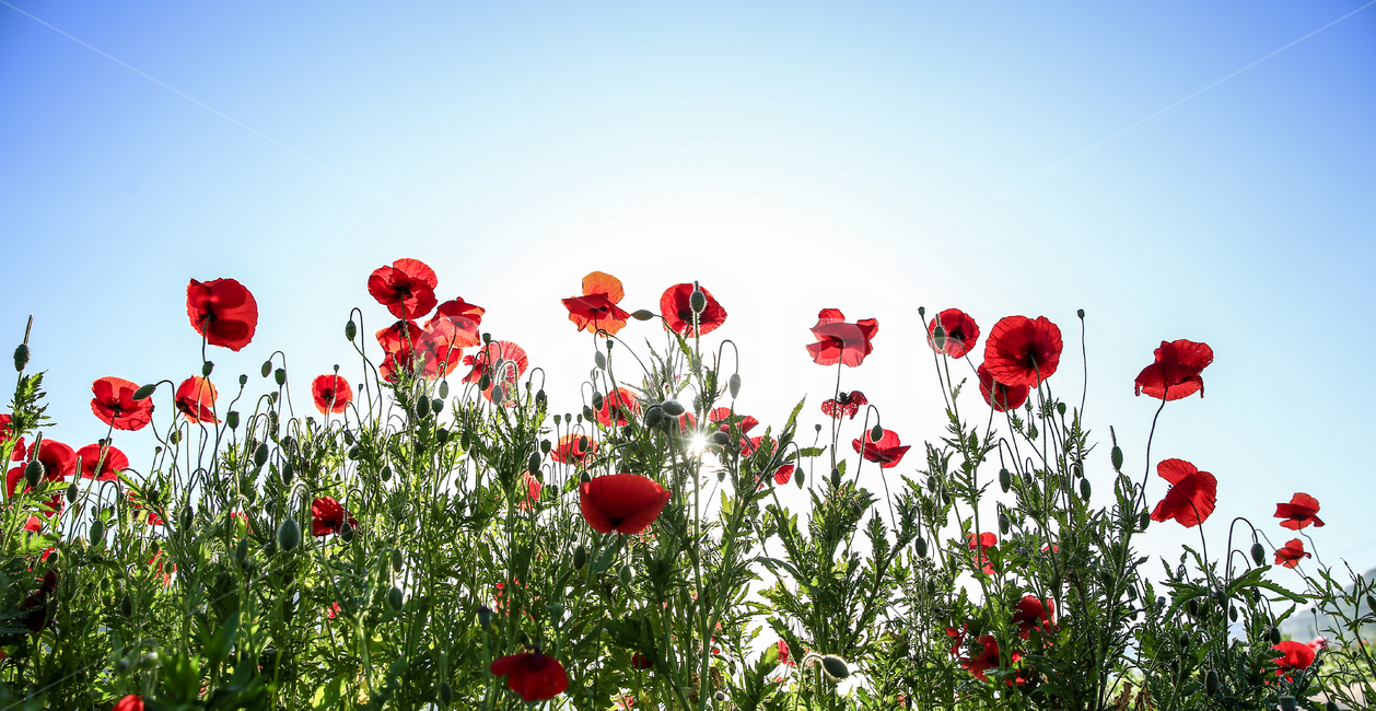 양귀비,봄,감성,꽃,자연,식물,자연,plants,nature,꽃,flower