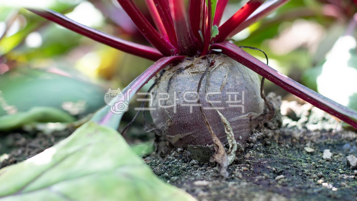 beet harvest,beat,vegetable,beetroot