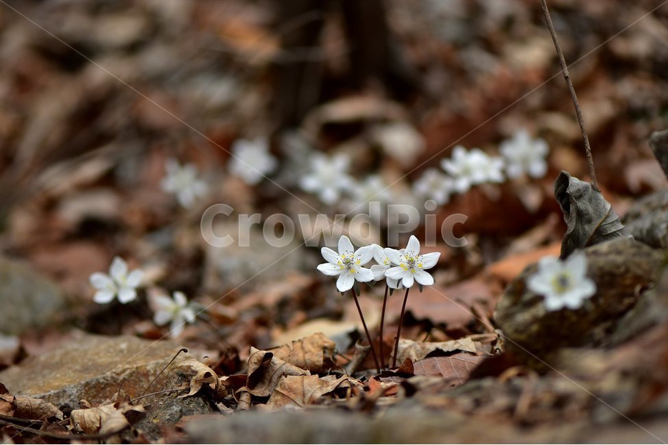 변산바람꽃,2018년,3월,야생화,꽃,생태,식물,자연,들꽃,산꽃,봄,감성,힐링,플라워,계절,시즌,wild,Flower,plants,nature,spring,season,배경,풀,초본,미나리아재비과,너도바람꽃속,flower,생태사진,봄꽃,자생지,경기도,봄,계절,spring,season,식물,자연,plants,nature,꽃,flower,plant,blossom,geranium,제라늄