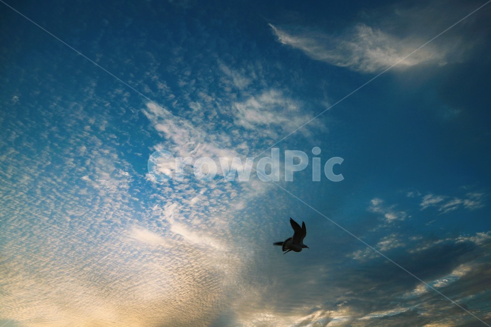 nature,자연,outdoors,옥외,바다,sea,beach,인천,월미도,bird,animal,동물,flying,나는