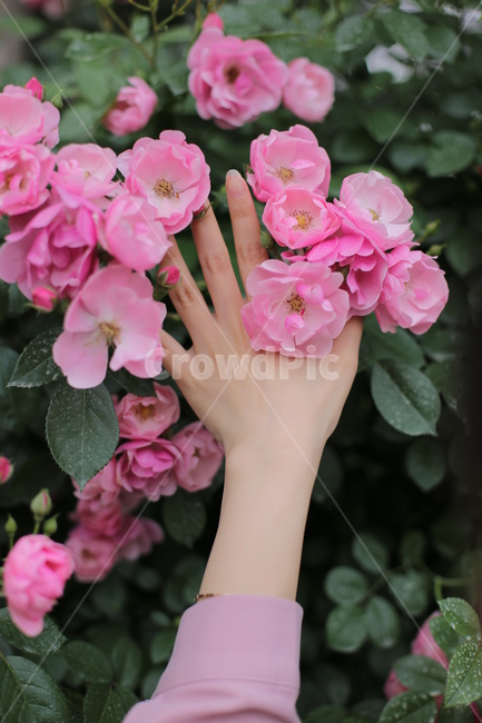 blossom,찔레장미,손,손등,핑크,식물,plant,flower,꽃,정원,야외,인물,신체일부,human,신체,연출,몸,여성,색깔,색체,색상,색감,손가락,아련함,장미,nature,pink,분홍,body,woman,female,colorsense,꽃,flower