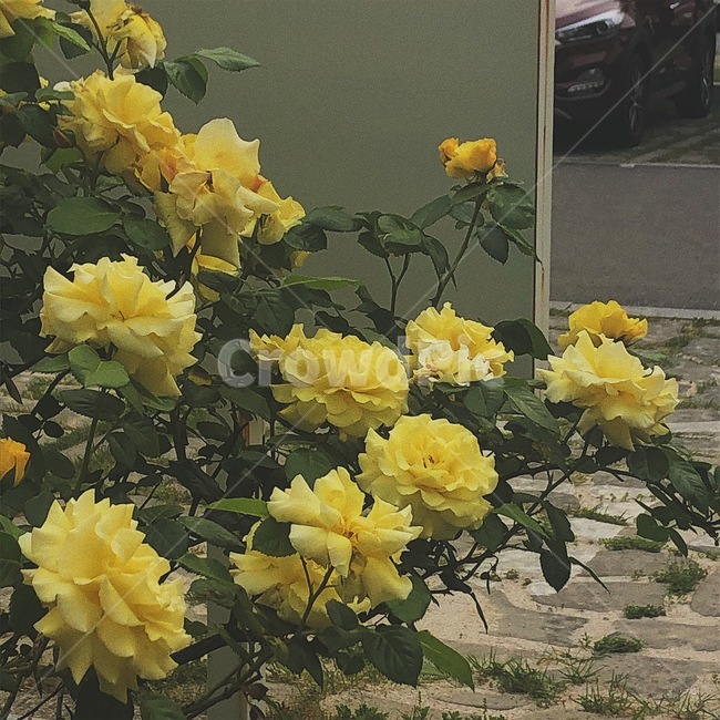 꽃,장미,노란장미,rose,yellowrose