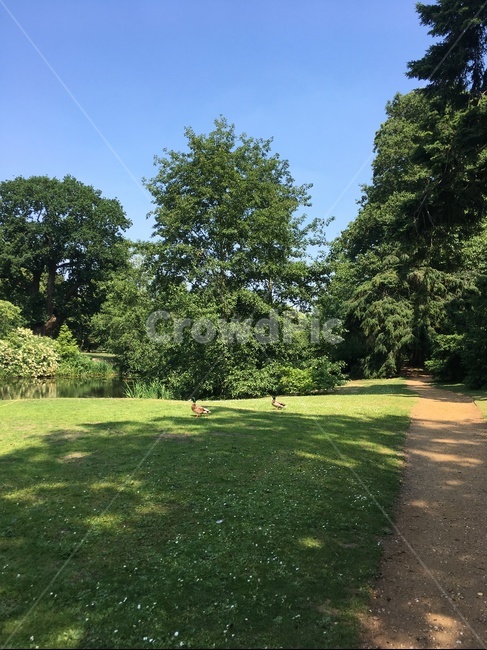 공원,파크,휴식,감성,영국,park,화창한,맑은,garden,정원,자연,풍경,nature,landscape,동물,animal,조류,새,birds,plant,식물,grass,잔디,lawn,tree,나무