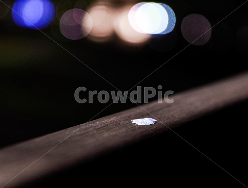 벛꽃,꽃잎,지다,봄,밤,야경,나무,cherryblossoms,wood,flower