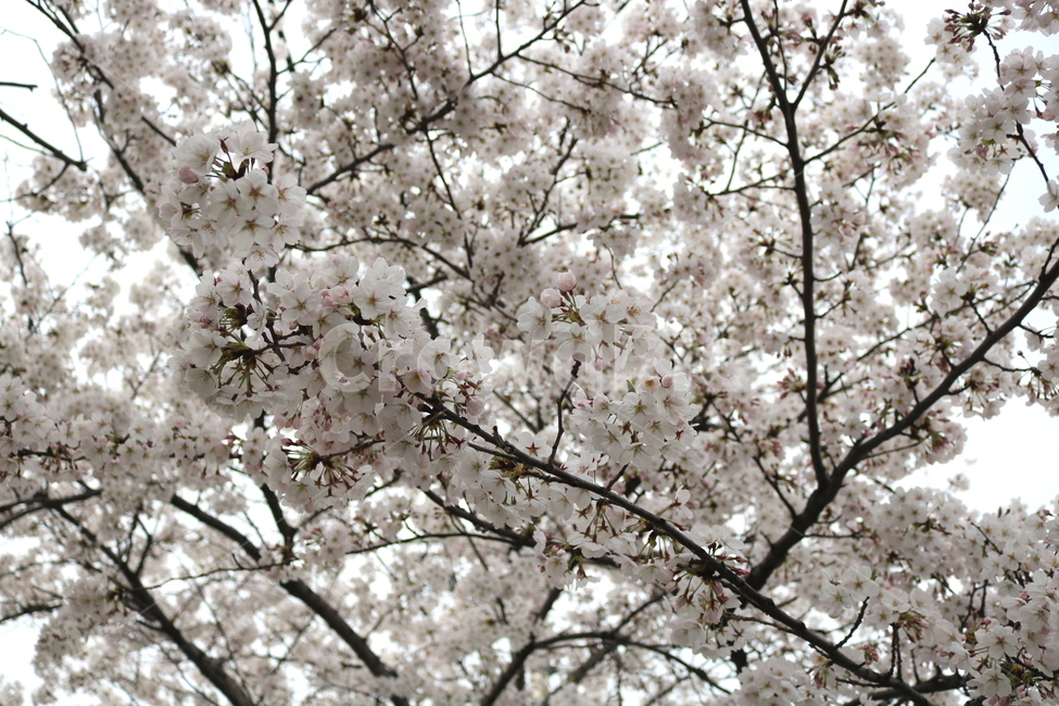 벚꽃,벚나무,벚꽃나무,나무,식물,꽃,장미과,봄,자연,봄,계절,spring,season,식물,자연,plants,nature,꽃,flower,plant,blossom,cherry blossom