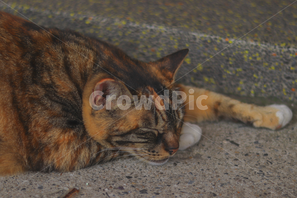 고양이,동물,길고양이,냐옹이,야옹이,잠,길거리,animal,straycat,kitty,street,동물,animal,포유류,mammal,고양이,cat,kitten,kitty