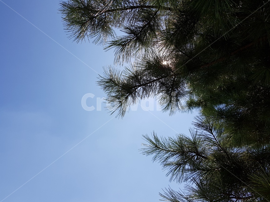 나무,햇빛,하늘,자연,자연풍경,자연,풍경,nature,landscape,tree,plant,식물,fir,전나무