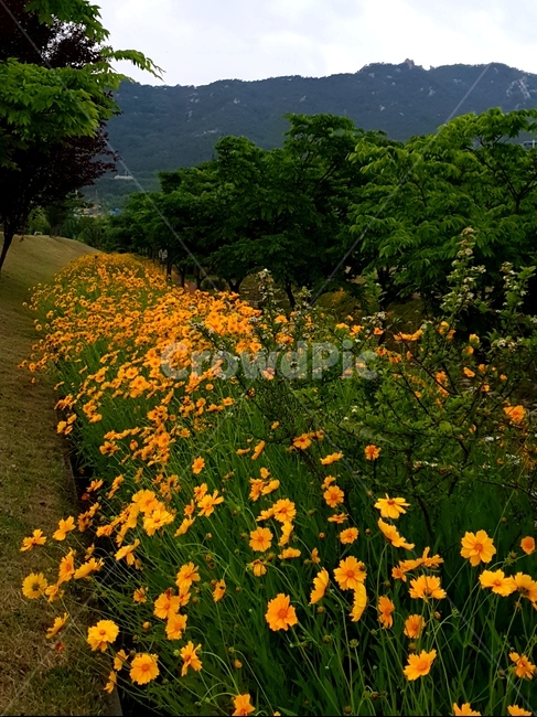 금계국,노랑,풍경,5월,꽃,식물,자연,plants,nature,꽃,flower