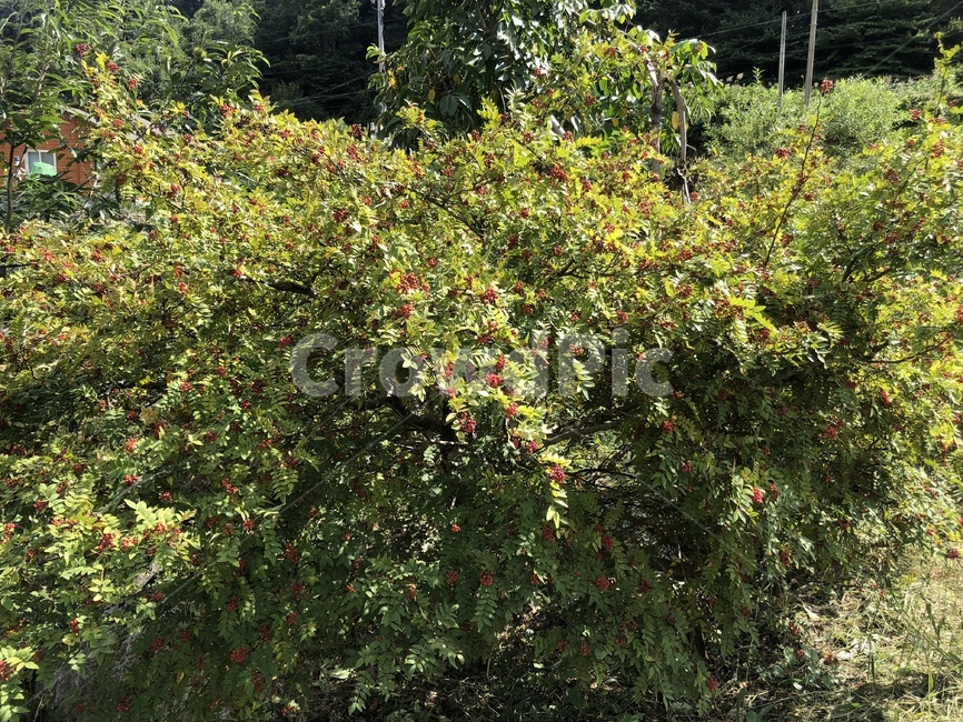 식물,plant,산초,나무,열매,열매나무,자연,nature,식물,자연,plants,nature