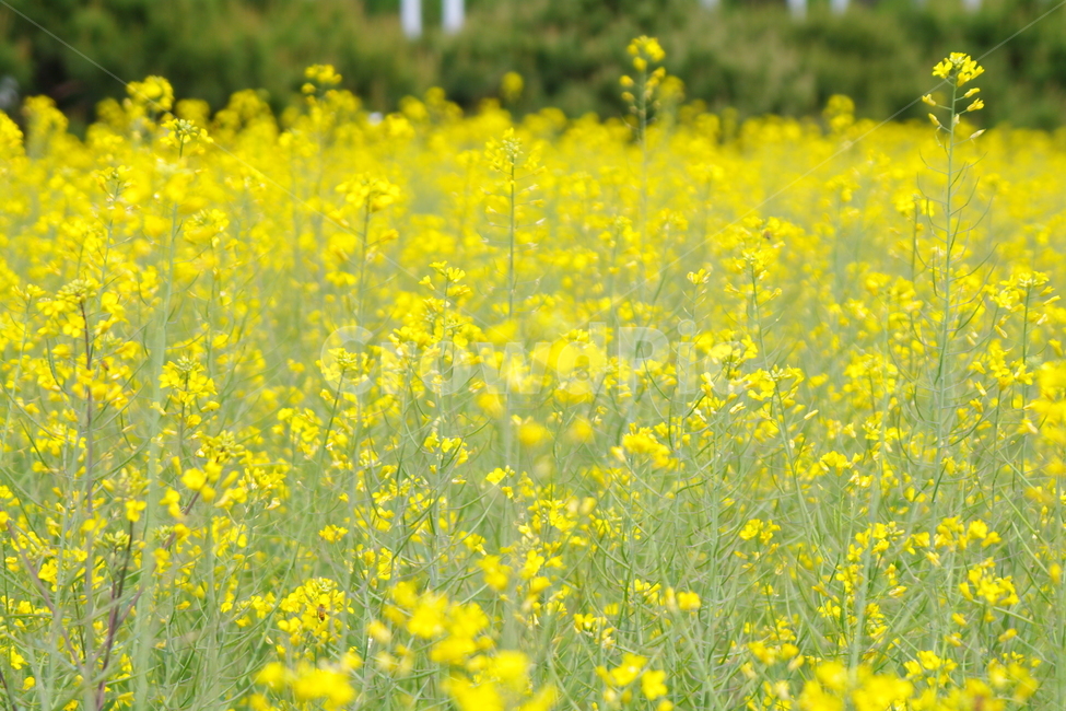 올림픽공원,봄,서울,풍경,경치,랜드마크,field,들,outdoors,옥외,grassland,nature,자연,countryside,한지방,rural,농촌,farm,농장,meadow,목초지,식물,자연,plants,nature,꽃,flower