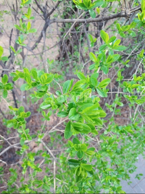 나무,봄,자연,새싹,잎,식물,자연,plants,nature