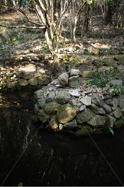 식물,자연,plant,nature,돌,물,나무