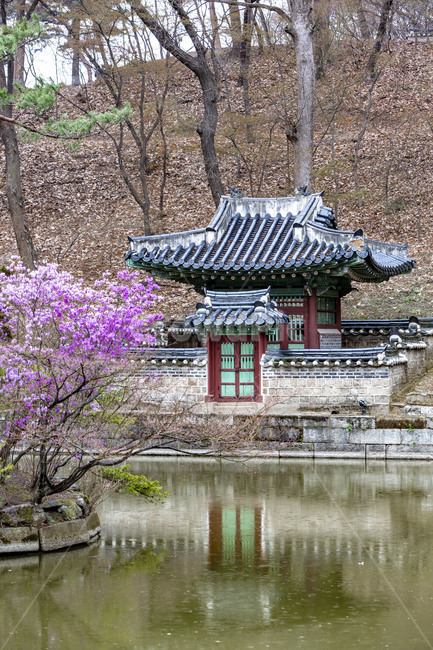 창덕궁,부용지,사정기비각,고궁,기와,봄,연못,못,기와지붕,건축물,전통건축물,문화유산,문화재,한국전통,한국문화,korean traditional,korean culture,건축물,건물외관,exterior,building,structure,architecture,construction