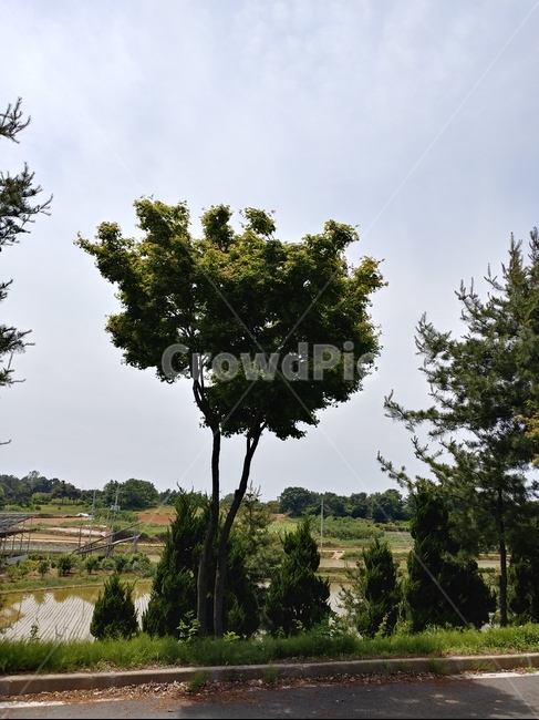 단풍나무,정원수,조경목,단풍나무과,낙엽활엽교목,무환자나무목,홍단풍,꽃단풍,아기단풍