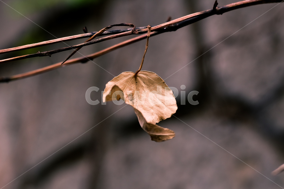 낙옆,잎사귀,나뭇잎,가을,leaf