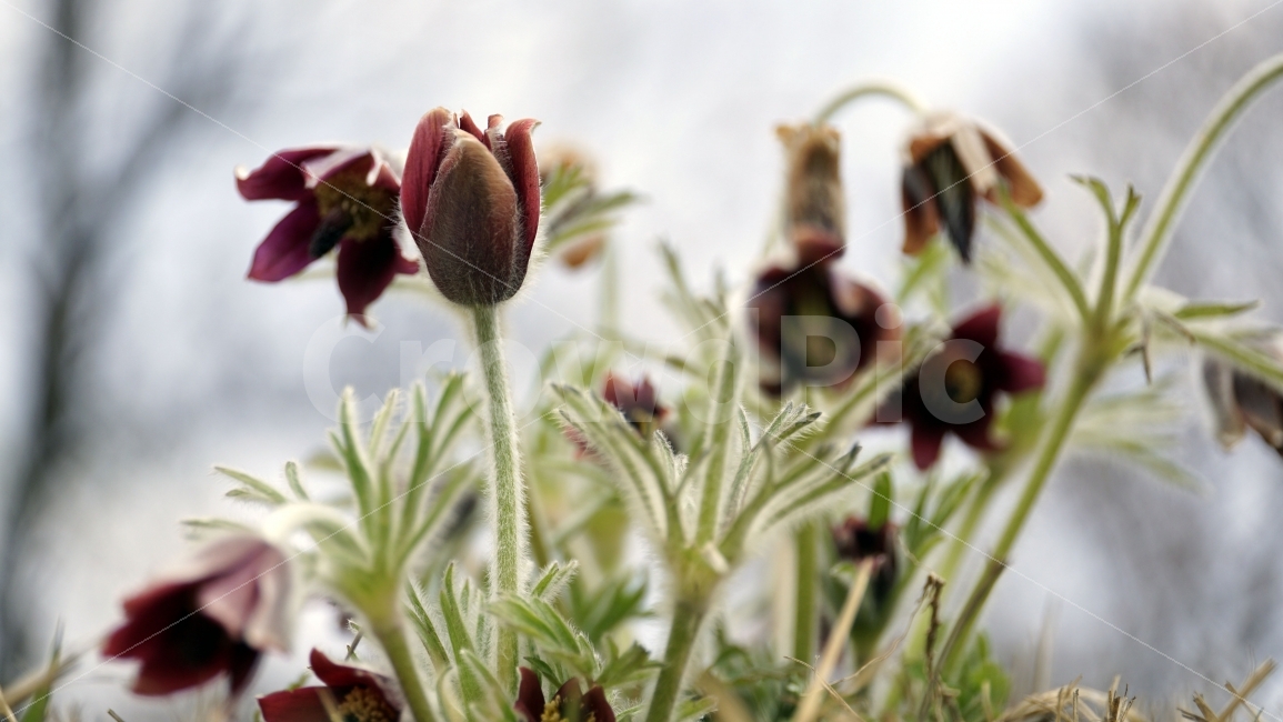 봄,꽃,플라워,spring,flower,봄꽃,식물,자연,이파리,풀,잔디,잔디밭,접사,할미꽃,산,산속,산길,산책,산보,4월,화단,꽃밭,nature,꽃봉오리,식물,자연,plants,nature,봄,계절,spring,season,꽃,flower,plant,sprout,새싹,bud,싹,blossom