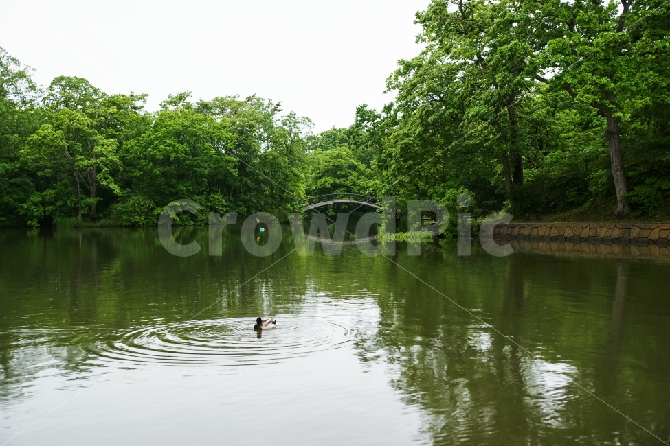 해외,일본,홋카이도,북해도,큰늪,호수,오리,자연,풍경,nature,landscape,해외,외국,세계,foreign,oversea,world,동물,animal,조류,새,birds,water,물,outdoors,옥외