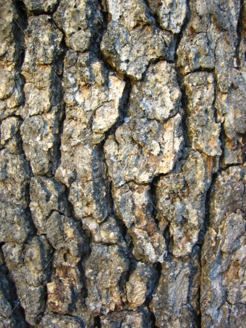 나무,껍질,피부,무늬,연륜,식물,자연,plants,nature,나무,trees,wood,텍스처,질감,패턴,texture,pattern