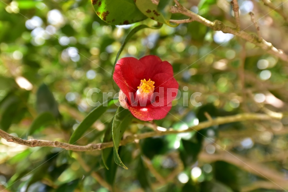 동백꽃,동백,빨간색,꽃,plant,식물,식물,자연,plants,nature,꽃,flower