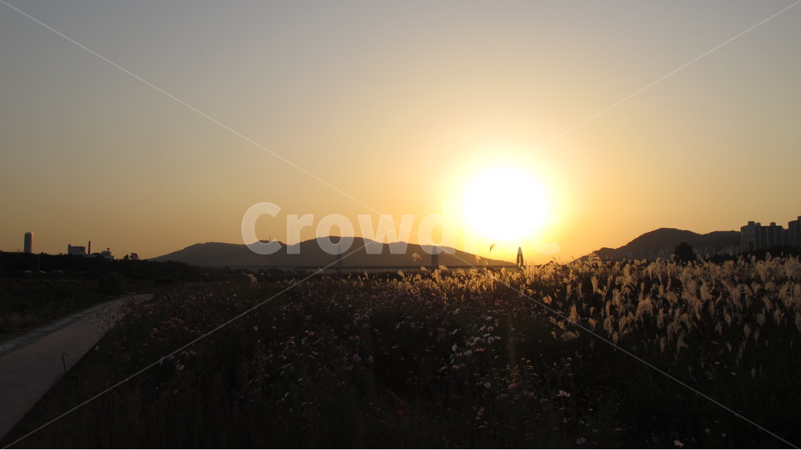 노을,하늘,sky,억새,저녁,가을,계절,fall,autumn,season,자연,풍경,nature,landscape,flare,플레어,light,빛,sunlight,햇빛,