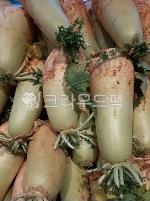 food, 무우, 음식, radish, 무, 사진,이미지,일러스트,캘리그라피 - wideart작가