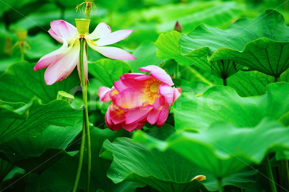 연꽃,연잎,자연,식물,꽃,식물,자연,plants,nature,꽃,flower