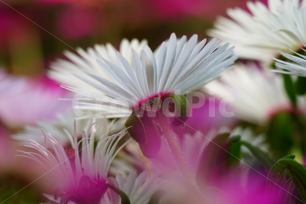 리빙스턴데이지,꽃,플라워,식물,자연,봄,5월,flower,nature,spring,꽃사진,감성,감성사진,힐링,힐링사진,느낌,분위기,화사한,화사하다,밝은,밝다,싱그러운,싱그럽다,싱싱하다,싱싱한,순수,순수하다,순수한,깨끗한,깨끗하다,깨끗,feel,feeling,식물,자연,plants,nature,꽃,flower