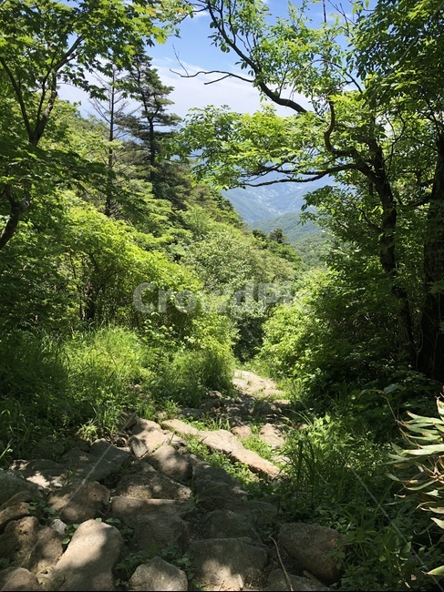 tree,나무,plant,식물,vegetation,초목,outdoors,옥외,풍경,하늘,sky