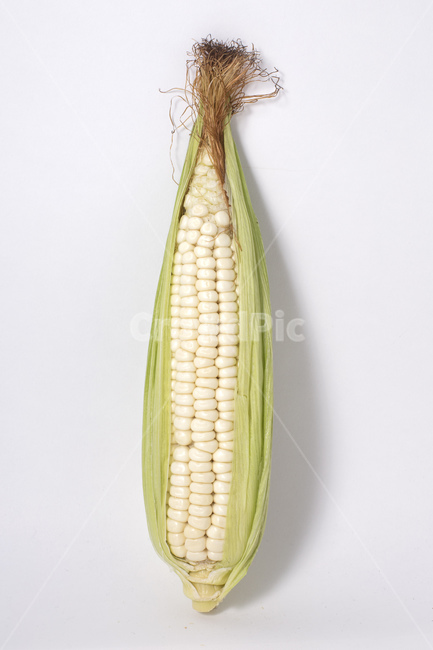 옥수수,식물,알맹이,노란색,찰옥수수,옥수수수염,콘,간식,팝콘,음식,식재료,요리,food,cook,meal,dishes,food reserves