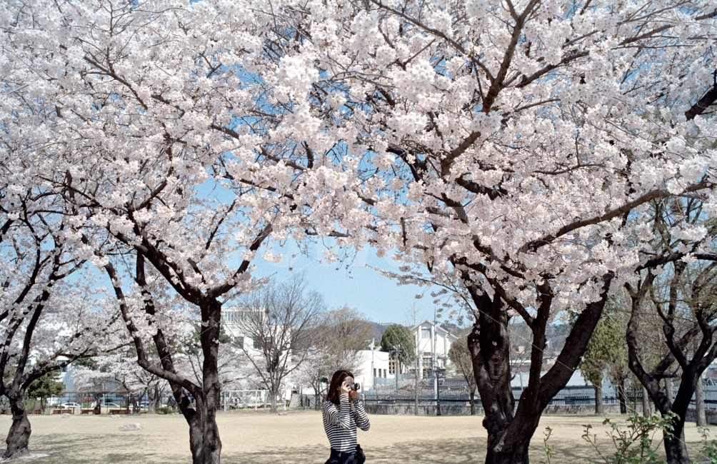 봄,벚꽃,사진,카메라,필름,꽃놀이,여행,라이카,자연,풍경,nature,landscape,봄,계절,spring,season,사람,인물,인간,human,person,여성,여자,woman,female,lady,사진작가,포토그래퍼,photographer,plant,식물,blossom,꽃,flower
