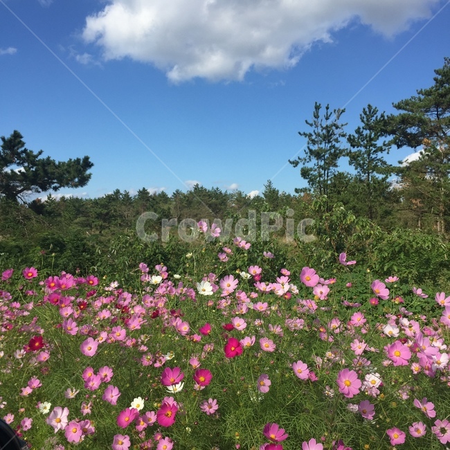코스모스,가을,하늘,가을하늘,구름,풍경,가을풍경,가을,계절,fall,autumn,season,자연,풍경,nature,landscape,outdoors,옥외,flower,꽃,blossom,geranium,제라늄,plant,식물