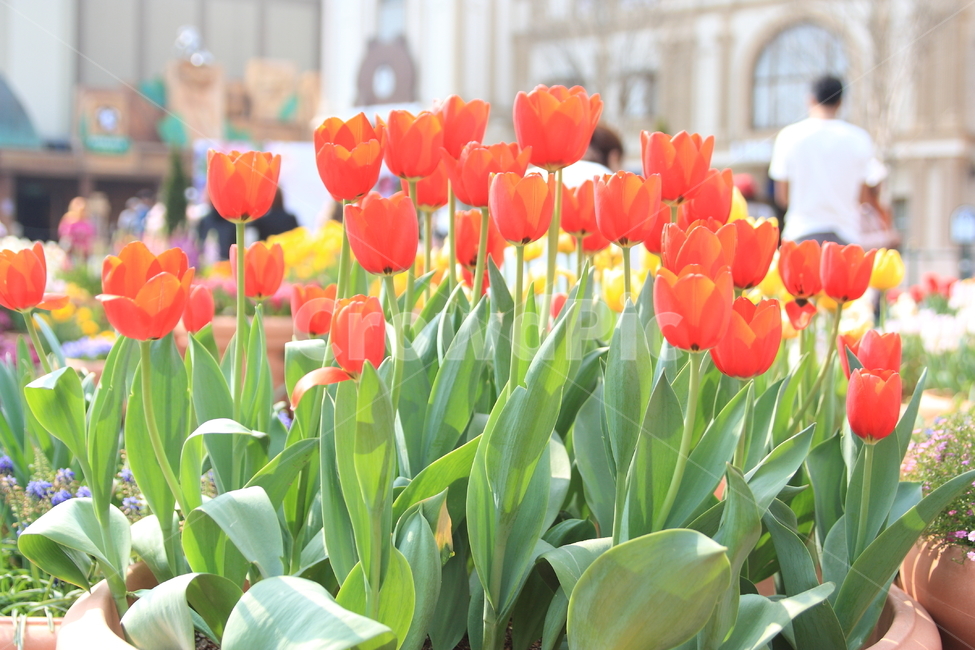 plant,식물,flower,꽃,blossom,튤립,tulip,식물,자연,plants,nature,꽃,flower