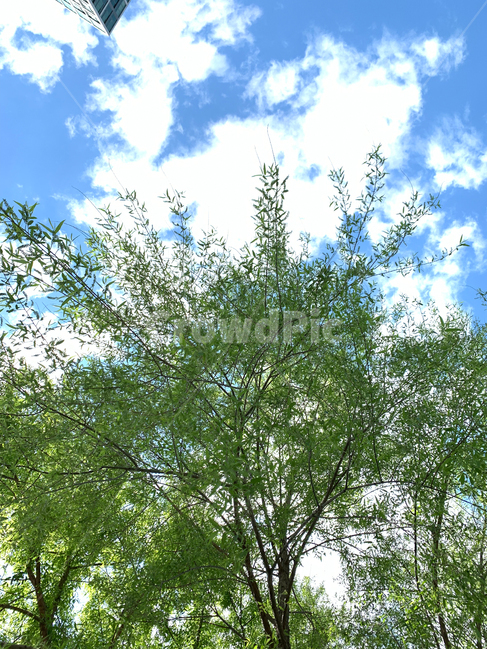 plant,식물,tree,나무,하늘,구름,sky,cloud