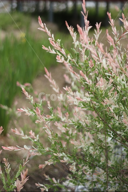 오색버드나무,자연,풍경,핑크,흰색,봄,식물,자연,plants,nature