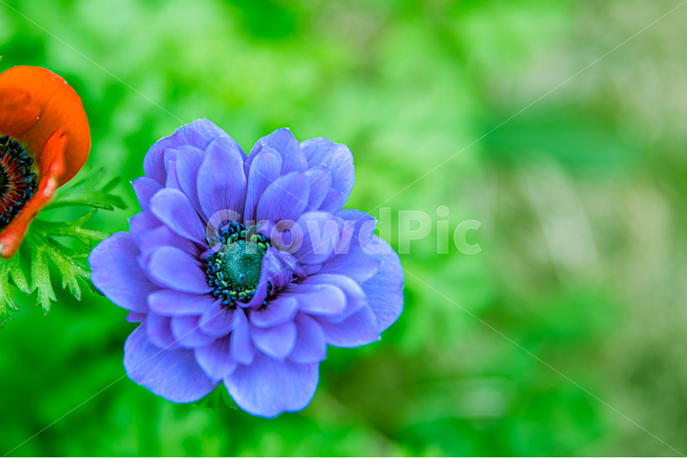식물,꽃,plant,flower,blossom,식물,자연,plants,nature,꽃,flower