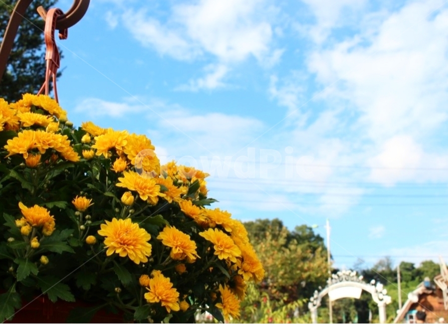 노란꽃,꽃,봄,꽃구경,국화꽃,springflower,yellowflower,chrysanthemum,양평,꽃놀이,yangpyeong,koreaflower