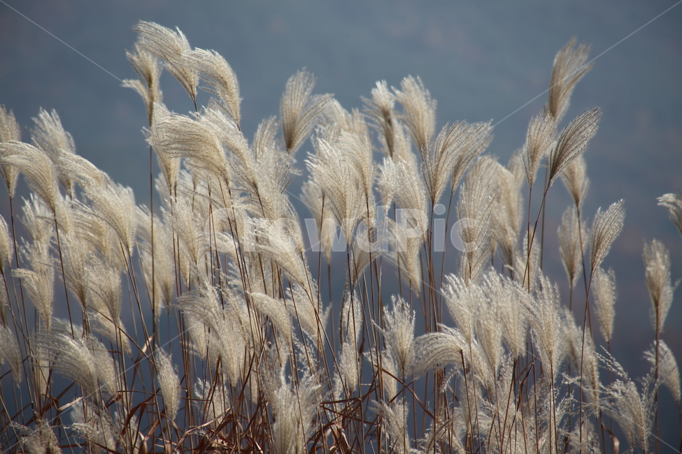 억새,꽃,식물,가을,flamegrass,가을,계절,fall,autumn,season,식물,자연,plants,nature,grass,잔디,plant,lawn