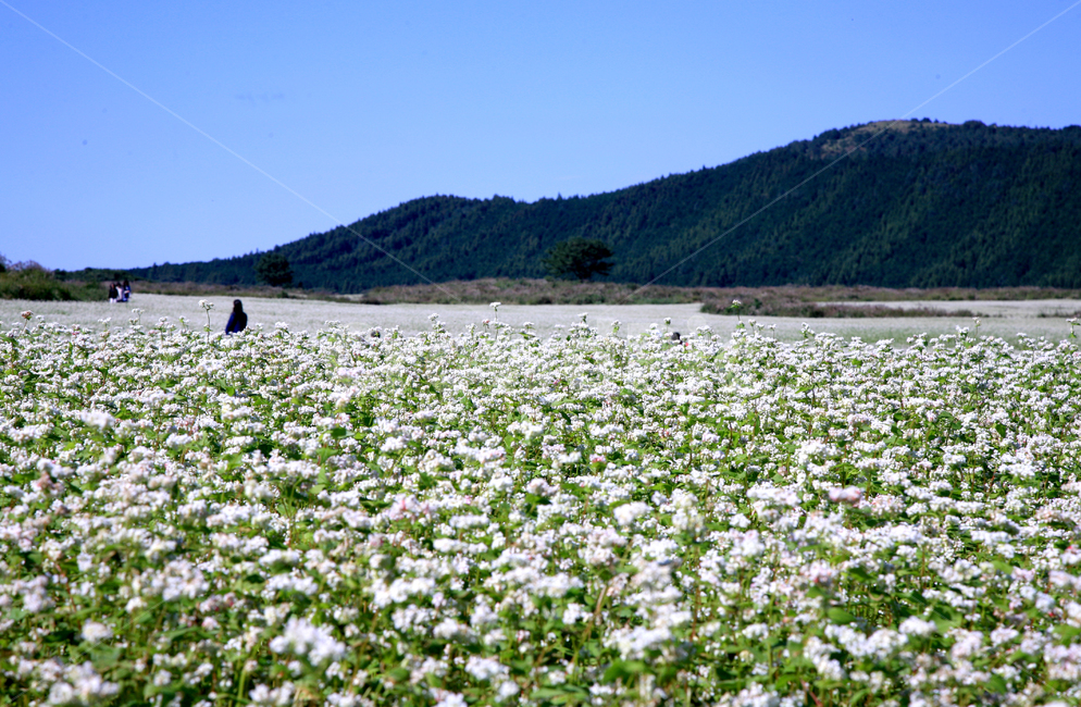 메밀,메밀꽃,제주도메밀꽃,청포밭,제주메밀,식물,자연,plants,nature,꽃,flower