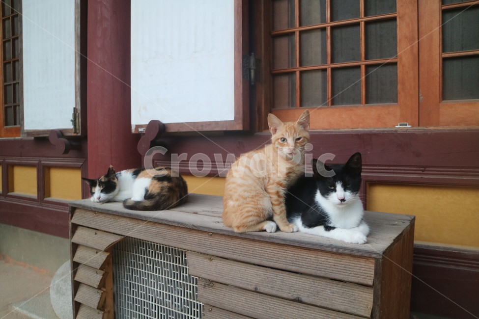 고양이,한옥집,풍경,세마리,낮잠,동물,animal,포유류,mammal,고양이,cat,kitten,kitty