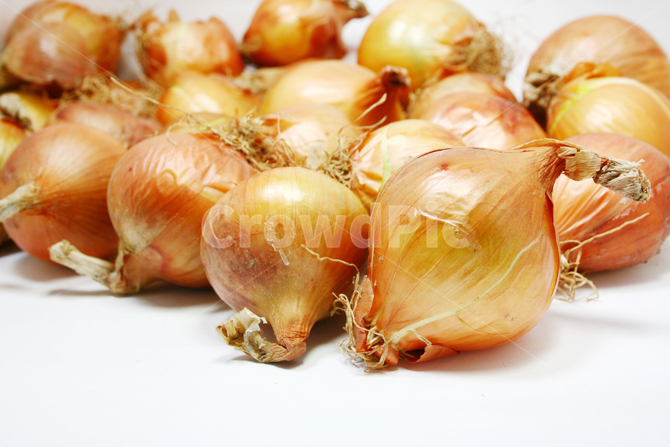 양파,양파재배,양파농사,채소,야채,채소,야채,vegetables