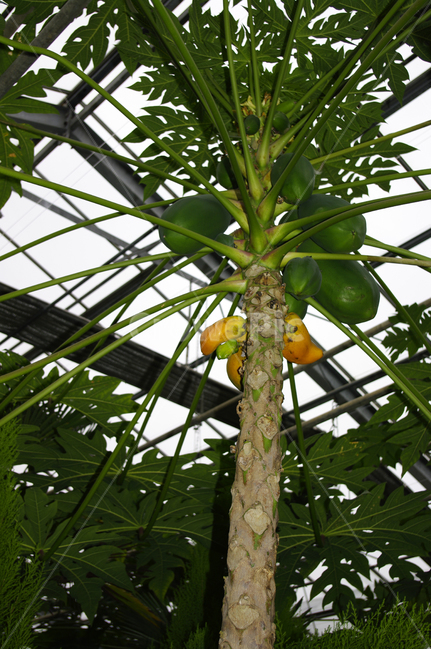 나무,식물,열매,plant,야자수,식물,자연,plants,nature