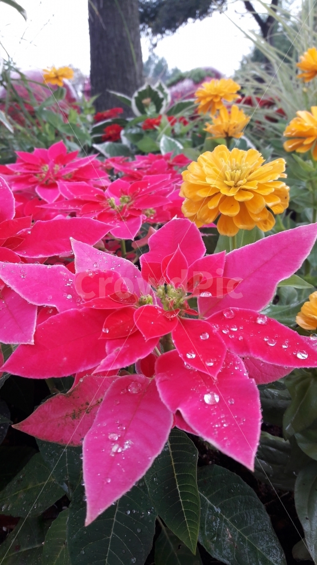 꽃,빨강,노랑,빗방울,행복,식물,자연,plants,nature,꽃,flower