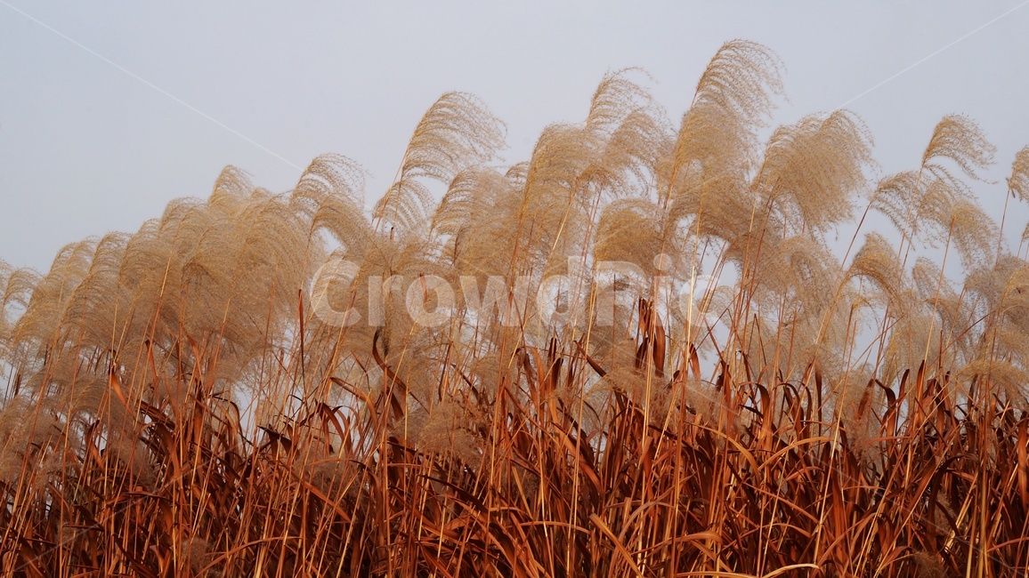 가을,가을풍경,하늘공원,억세풀,갈대,가을,계절,fall,autumn,season,식물,자연,plants,nature,grass,잔디,plant,lawn,reed